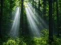 Sunlight streaming through lush green forest Royalty Free Stock Photo