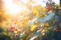 sunlight streaming onto ripe berry bushes