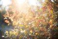 sunlight streaming onto ripe berry bushes