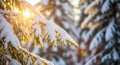 Sunlight Streaming Through Snow Covered Fir Tree Branches in a Winter Forest Landscape (540 Royalty Free Stock Photo
