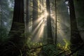 sunlight streaming through towering redwood trees