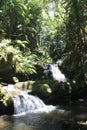 Sunlight streaming through the trees onto Onomea Falls flowing down a rocky hillside in a rainforest in Papaikou, Hawaii Royalty Free Stock Photo