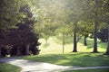 Sunlight streaming through trees