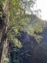 Backlit Tree and Limestone Cliff at Mirror Lake, Ipoh Royalty Free Stock Photo