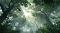 Birds flying in misty ancient forest canopy with sun rays illuminating green leaves Royalty Free Stock Photo