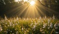 Sunlight streams through a canopy of trees, casting golden rays over a meadow