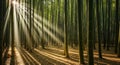 Sunlight streams through dense bamboo forest creating golden light beams on forest floor Royalty Free Stock Photo