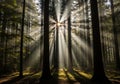 Sunlight streams through dense coniferous trees in a forest, Royalty Free Stock Photo