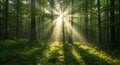 Sunlight streams through a dense forest, casting golden rays between tall, strai