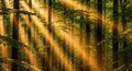 Sunlight streams through a dense forest, filtering between tall, straight tree trunks. The light Royalty Free Stock Photo