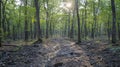Sunlight streams through a dense forest, illuminating the path ahead Royalty Free Stock Photo