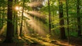 Sunlight streams through a dense forest illuminating the understory Royalty Free Stock Photo