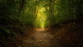 Sunlight streams through dense forest illuminating a winding path ahead Royalty Free Stock Photo