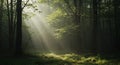 Sunlight streams through a dense forest