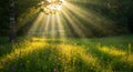 Sunlight streams through dense trees, casting rays over a lush meadow. Vibrant