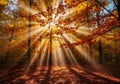 Sunlight streams through a forest of deciduous trees with autumn Royalty Free Stock Photo