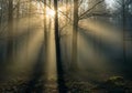 Sunlight streams through a forest of leafless trees, creating a Royalty Free Stock Photo