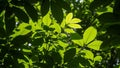 Sunlight illuminates vibrant green leaves and branches of a dense forest canopy creating a dappled light effect with shadows Royalty Free Stock Photo