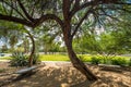 Mesquite Tree in Park