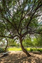 Mesquite Tree in Park