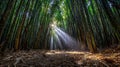 Sunbeams Through Bamboo Forest Magical Rays of Light Illuminating a Lush Green Grove Royalty Free Stock Photo