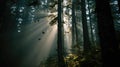 Misty Forest Sunlight Rays Flying Birds Royalty Free Stock Photo