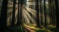 Sunlight streams through towering pine trees Royalty Free Stock Photo
