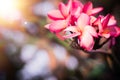 Sunlight of summer shine through Pink Hawaiian plumeria hybrid, frangipani blooms