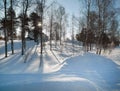 Sunlight of Sun, Sunshine beaming through Frosted Pine Trees, Frozen Trunks Woods, Winter Snowy Coniferous Forest Royalty Free Stock Photo