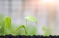 Sunlight on surface of little sprouts are growing on soil with raindrops on leaf surface