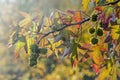 Sunlight on a sweet gum tree