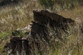 SUNLIGHT ON TIP OF SLANTED ROCK ON THE SOUTH AFRICAN HIGHVELD