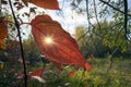 Sunlight through translucent red leaf buckthorn