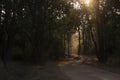 Sunlight through tree canopy, Bandhavgadh, Madhya pradesh, Royalty Free Stock Photo