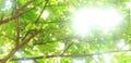 Sunlight through tree leaf