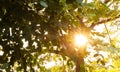 Sunlight through tree leaves, summer spring