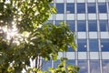 Sunlight Through Tree By Modern Office Building. Royalty Free Stock Photo