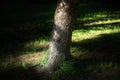 Sunlight on tree trunk. Royalty Free Stock Photo