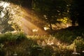 Sunlight through trees