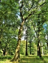 Sunlight through the trees in Central Dublin