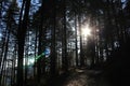 Sunlight through the trees in the forest