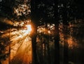 Sunlight through trees in forest