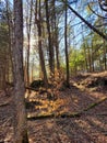 Sunlight through trees in forest woods in spring with golden hillside and distant green tree foliage  and blue sky Royalty Free Stock Photo