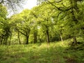 Sunlight on trees with fresh green leaves in a wood