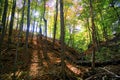 Sunlight through the trees in the morning with autumn leaf colours in the valley Royalty Free Stock Photo