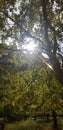 Sunlight through the trees with mountains of Zion