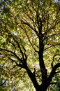 Sunlight through the trees at Mt Wilson in the Blue Mountains