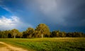 Sunlight on trees with stormy skies overhead. Royalty Free Stock Photo