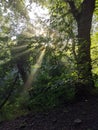 Sunlight trees Wrekin morning