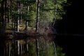 Trunks of birches on a lake